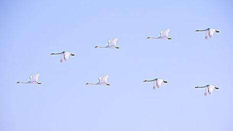 RTS新作《横扫千工》预告 明年在Steam开启抢先体验