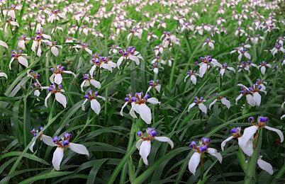 Switch法国销量超PS4 成为该国销量最高主机